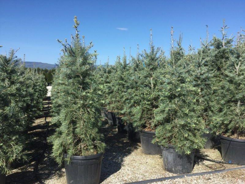 Brad alb 1.70 - 2.00 m / Abies concolor / gradina-noastra