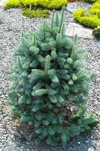 Brad alb pitic 1.00 - 1.20 m / Abies lasiocarpa var. arizonica Compacta / gradina-noastra