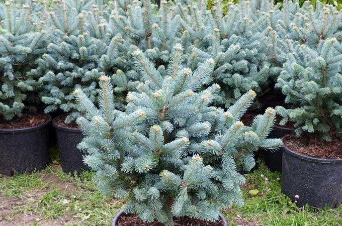 Brad alb pitic 1.00 - 1.20 m / Abies lasiocarpa var. arizonica Compacta / gradina-noastra