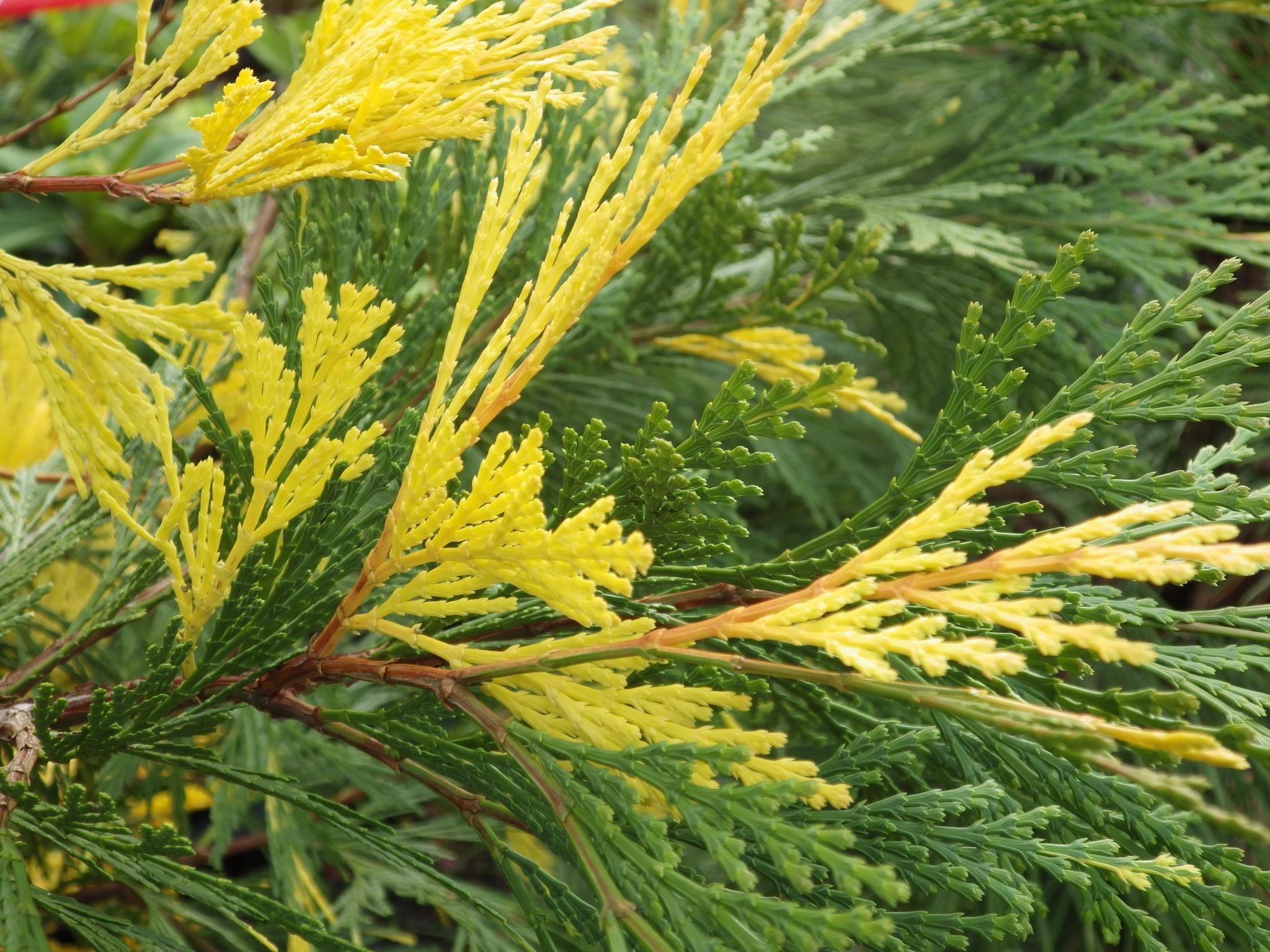 Cedrul de California variegat 1.50 - 1.70 m / Calocedrus decurrens "Aureovariegata"/ gradina-noastra