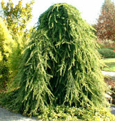 Cedru de Himalaya pendul 1.75 - 2.00 m / Cedrus deodara "Pendula" / gradina-noastra