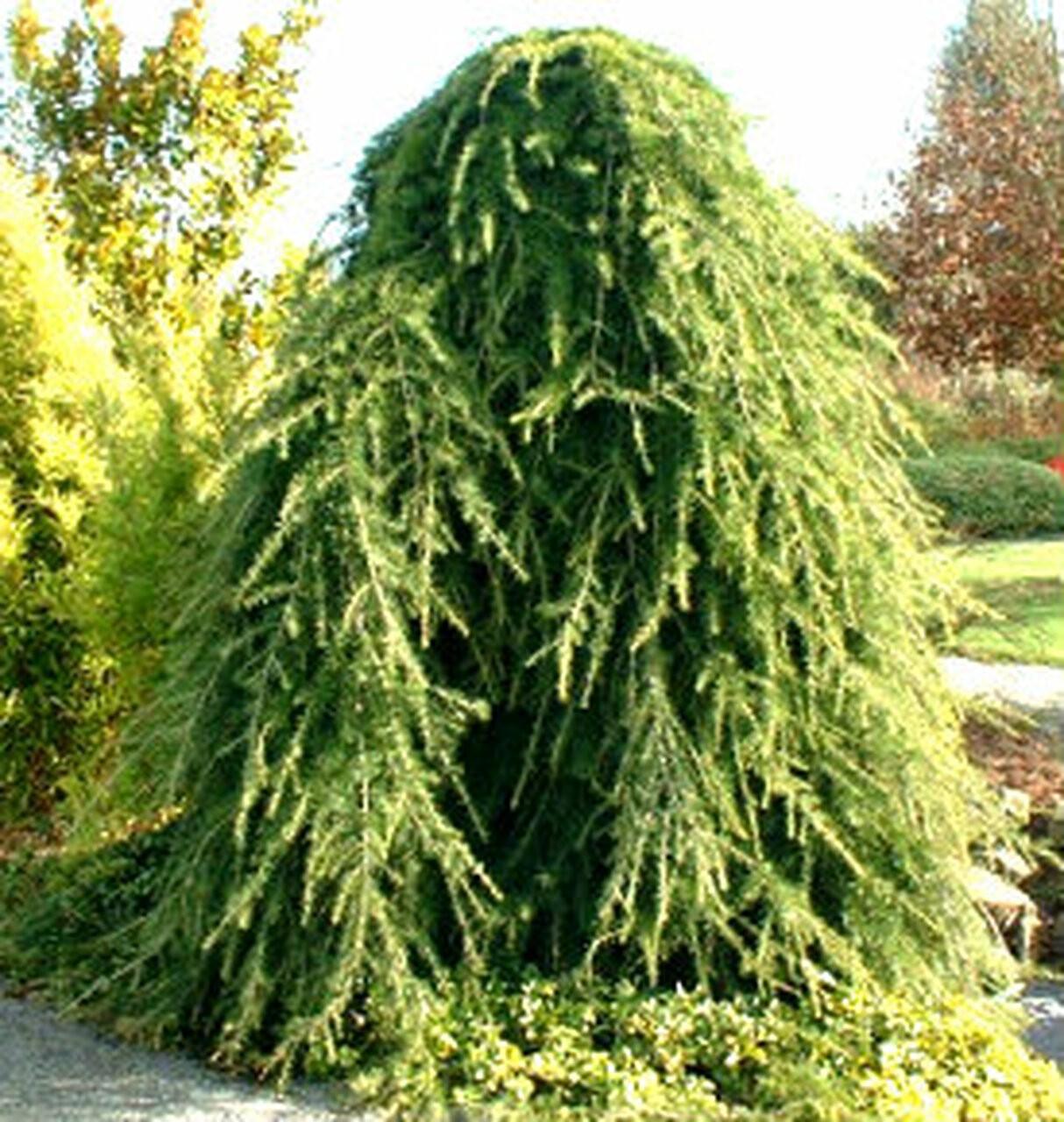 Cedru de Himalaya pendul 1.75 - 2.00 m / Cedrus deodara "Pendula" / gradina-noastra