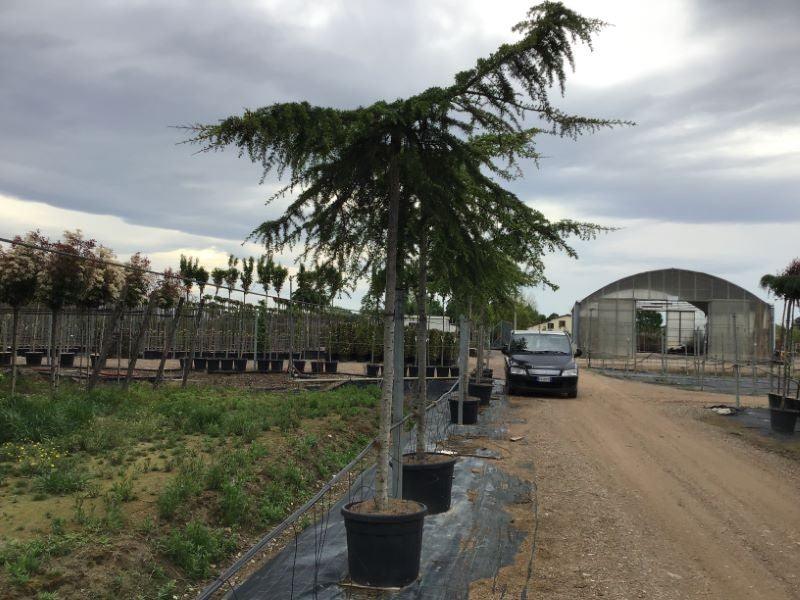 Cedru de Himalaya pendul 2.20 - 2.50 m / Cedrus deodara &quot;Pendula&quot; / gradina-noastra