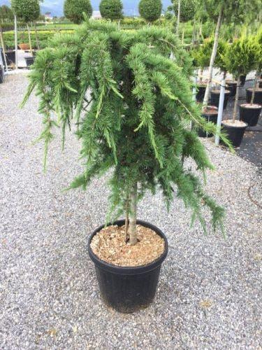 Cedru de Liban "Sargentii" 1.50 - 1.75 m / Cedrus libani "Sargentii" / gradina-noastra