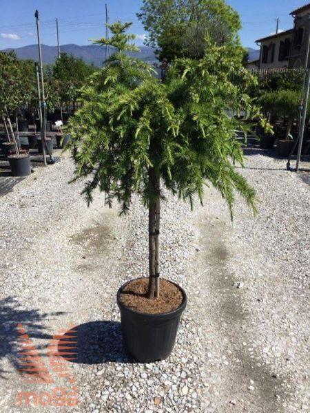 Cedru de Liban "Sargentii" 1.50 - 1.75 m / Cedrus libani "Sargentii" / gradina-noastra