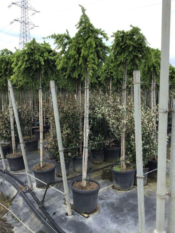 Cedru de Liban "Sargentii" 2.00 - 2.50 m / Cedrus libani "Sargentii" / gradina-noastra