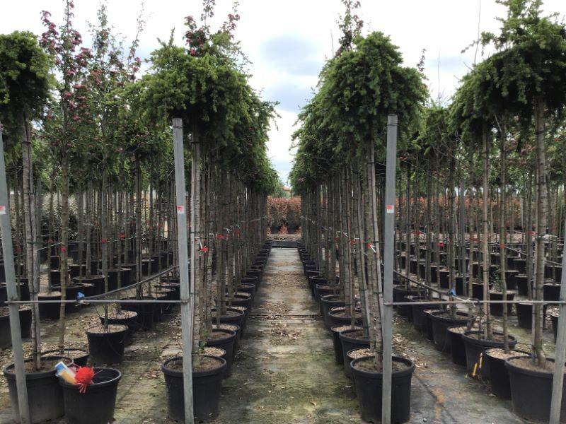 Cedru de Liban "Sargentii" 2.00 - 2.50 m / Cedrus libani "Sargentii" / gradina-noastra