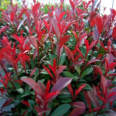 Photinia "Carre Rouge" gard viu / Photinia x fraseri "Carre Rouge"/ cu frunze roșii vibrante, compactă și ornamentală, ideală pentru grădini.
