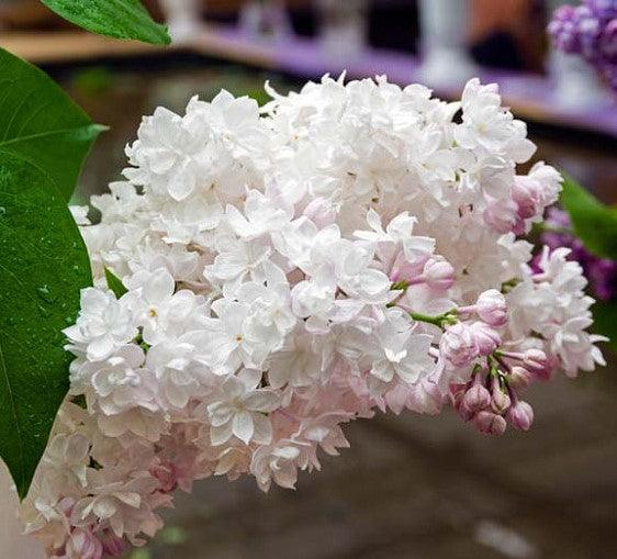 Liliac "Beauty of Moscow" 1.20 - 1.50 m / Syringa vulgaris "Beauty of Moscow" / gradina-noastra