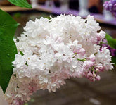 Liliac "Beauty of Moscow" 1.20 - 1.50 m / Syringa vulgaris "Beauty of Moscow" / gradina-noastra