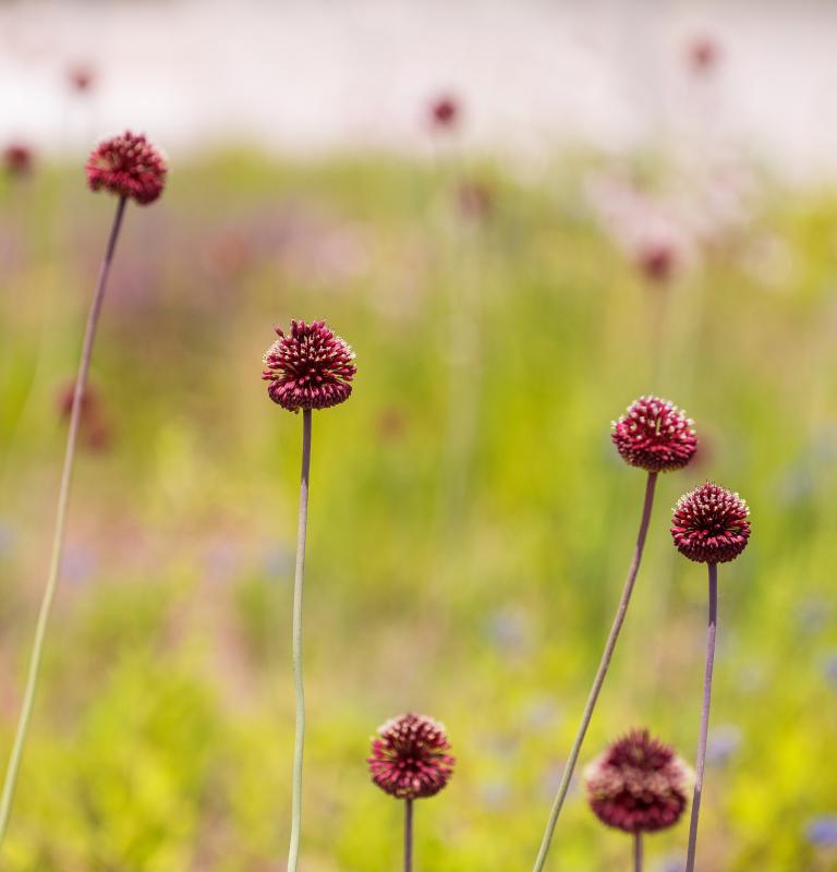Allium amethystinum "Red Mohican" Gradina Noastra