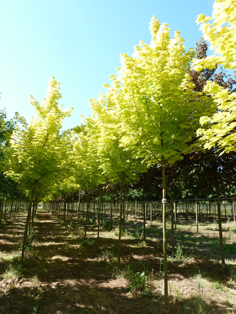 Paltin de camp "Princeton Gold" 3.00 - 3.50 m / Acer platanoides "Princeton Gold"/ by gradina-noastra