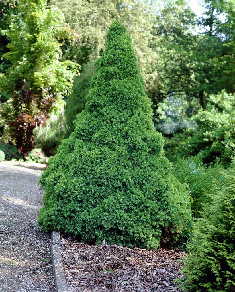 Molid conic pitic 1.50 m / Picea glauca "Conica" / gradina-noastra