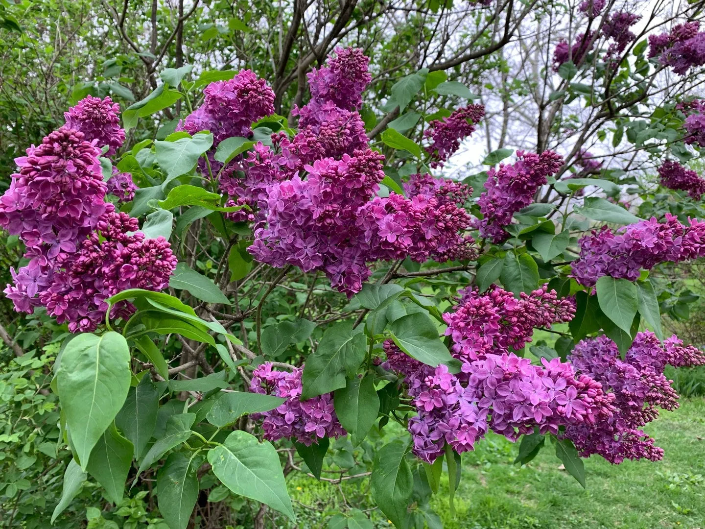 Liliac "Charles Joly" 1.20 - 1.50 m / Syringa vulgaris "Charles Joly" / by gradina-noastra
