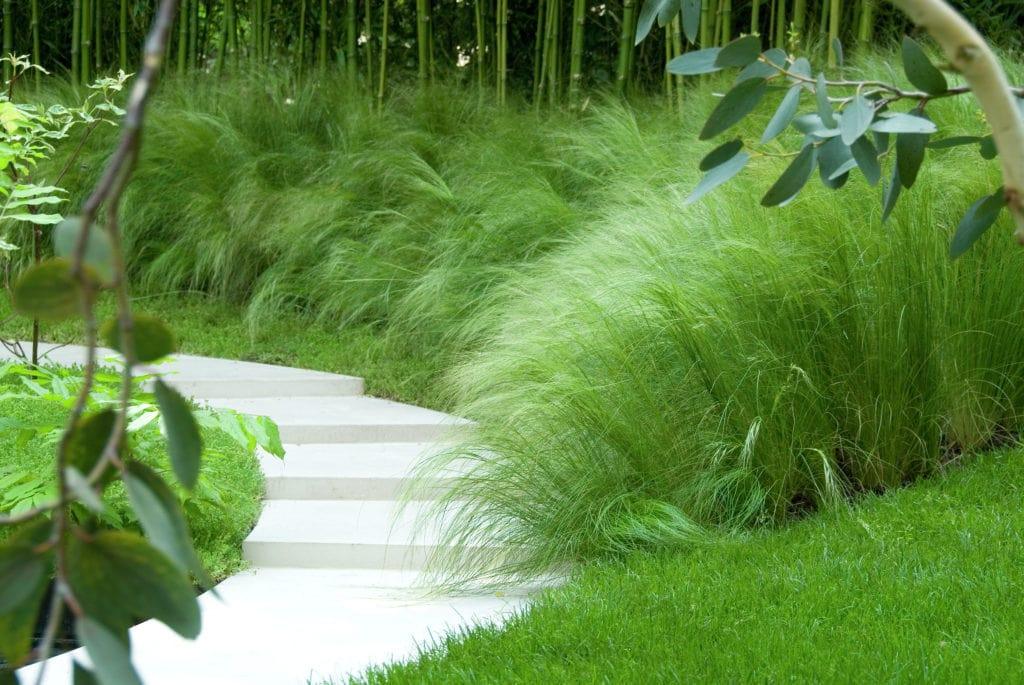 Stipa tenuissima "Pony Tails" Gradina Noastra