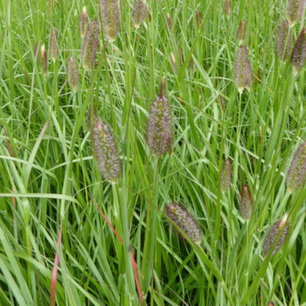 Pennisetum alopecuroides "Red Bunny Tales" 0.20 - 0.30 m / Pennisetum alopecuroides "Red Bunny Tales"/ by gradina-noastra