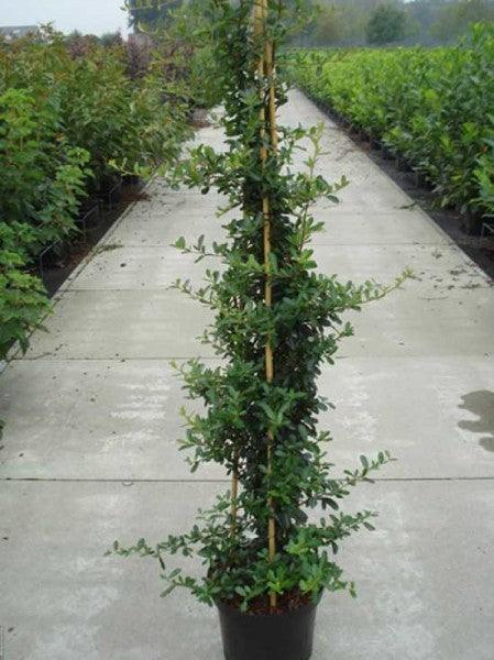 Catina ornamantala rosie "Ventoux Red" 1.70 - 2.00 m / Pyracantha coccinea "Ventoux Red"/ gradina-noastra