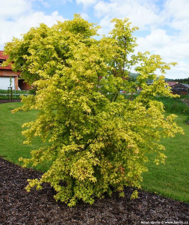 Artar japonez "Katsura" 1.20 - 1.40 m / Acer palmatum "Katsura" / gradina-noastra
