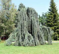 Cedru argintiu curgator 2.00 - 2.50 m / Cedrus atlantica glauca pendula / gradina-noastra