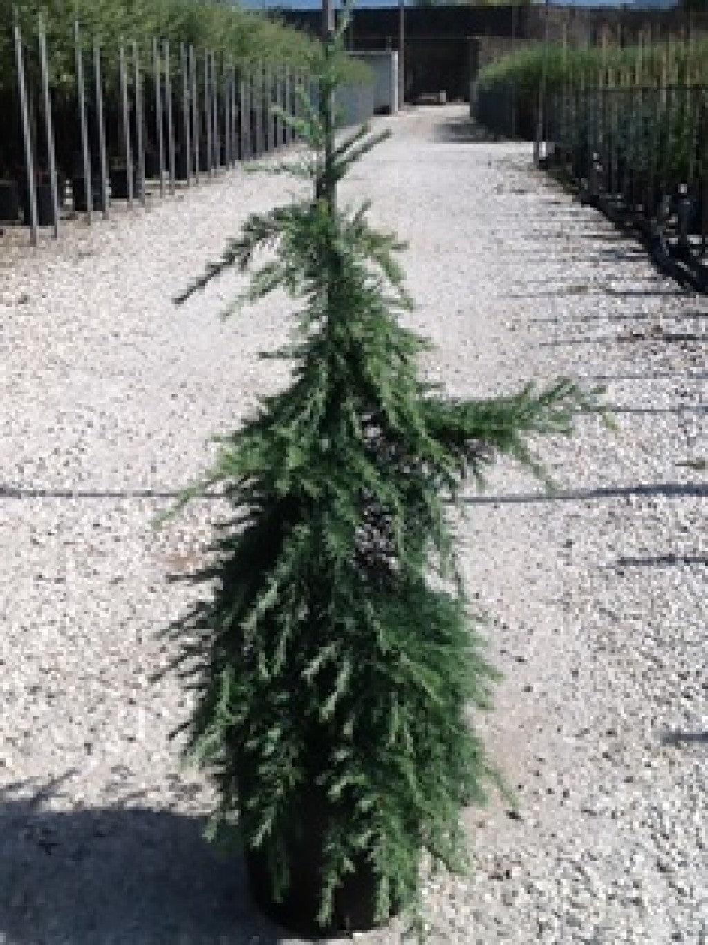 Cedru de Himalaya "Feelin Blue " 1.70 - 2.00 m / Cedrus deodara "Feelin Blue"/ gradina-noastra