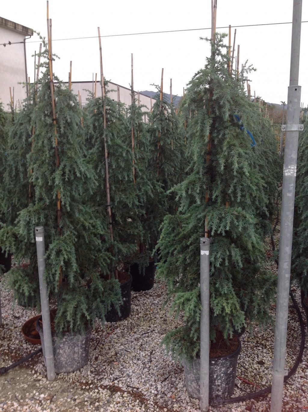 Cedru de Himalaya "Feelin Blue " 1.70 - 2.00 m / Cedrus deodara "Feelin Blue"/ gradina-noastra