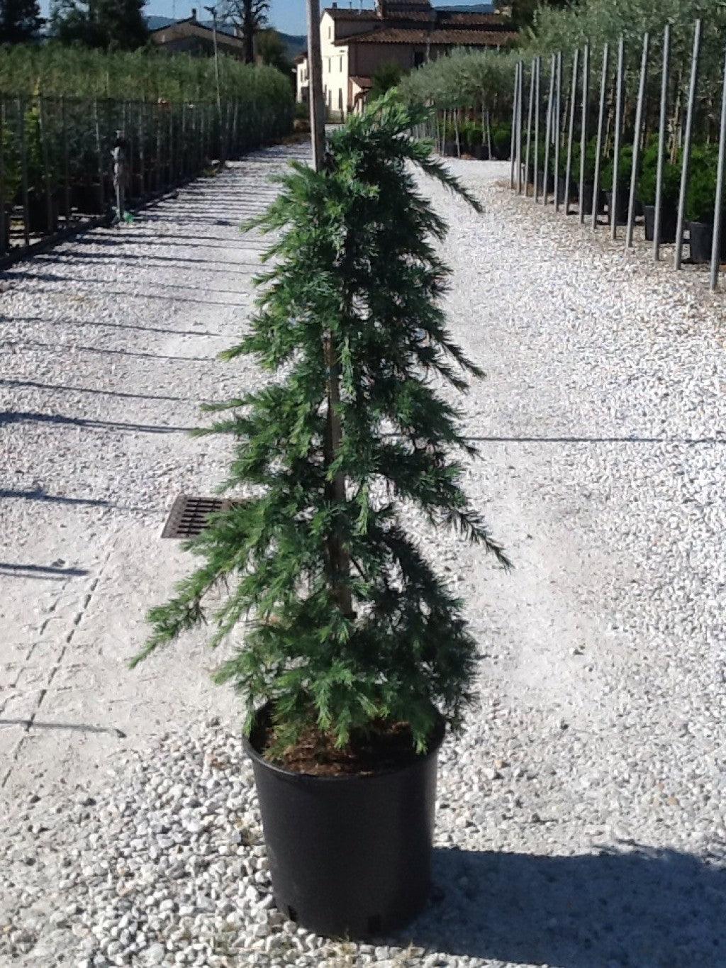 Cedru de Himalaya "Feelin Blue " 1.70 - 2.00 m / Cedrus deodara "Feelin Blue"/ gradina-noastra