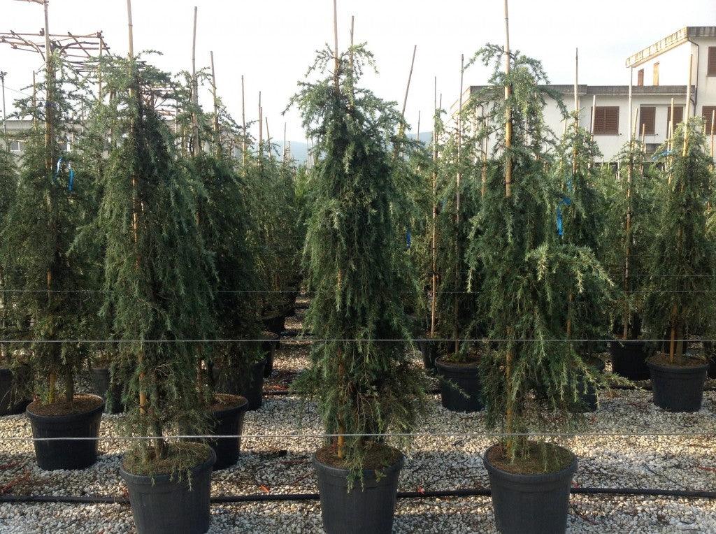 Cedru de Himalaya "Feelin Blue " 1.70 - 2.00 m / Cedrus deodara "Feelin Blue"/ gradina-noastra