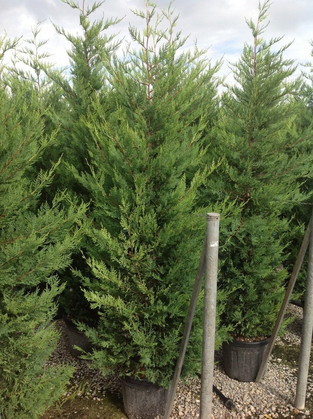 Chiparos leylandii "Castwellan Gold" 2.30 - 2.50 m / x Cupressocyparis leylandii Castwellan Gold / gradina-noastra