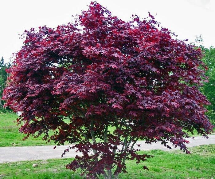 Artar japonez "Bloodgood" 1.00 - 1.30 m / Acer palmatum "Bloodgood" / gradina-noastra