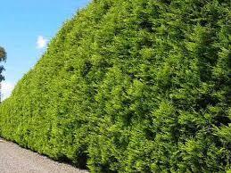 Chiparos leylandii "Castwellan Gold" 2.30 - 2.50 m / x Cupressocyparis leylandii Castwellan Gold / gradina-noastra