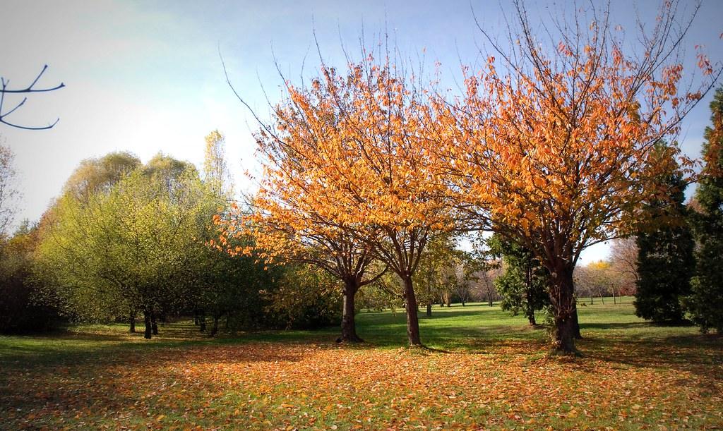 Cires japonez "Kanzan" 2.00 - 2.50 m / Prunus serrulata "Kanzan" / gradina-noastra
