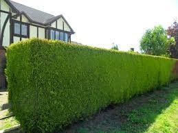 Chiparos leylandii "Castwellan Gold" 2.30 - 2.50 m / x Cupressocyparis leylandii Castwellan Gold / gradina-noastra