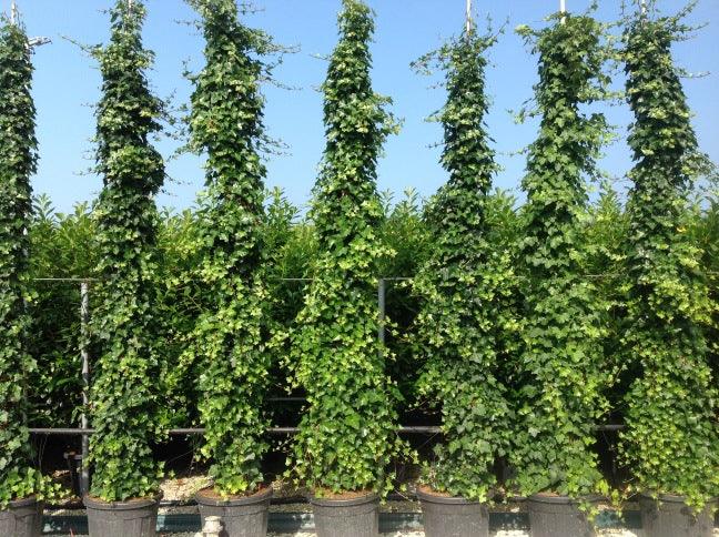 Iedera "Hybernica" 1.80 - 2.00 m / Hedera helix "Hybernica"/ gradina-noastra
