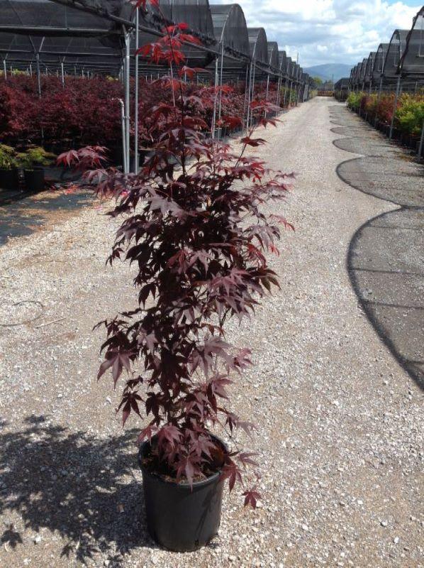 Artar japonez &quot;Fireglow 1.30 - 1.50 m / Acer palm &quot;Fireglow&quot; / gradina-noastra