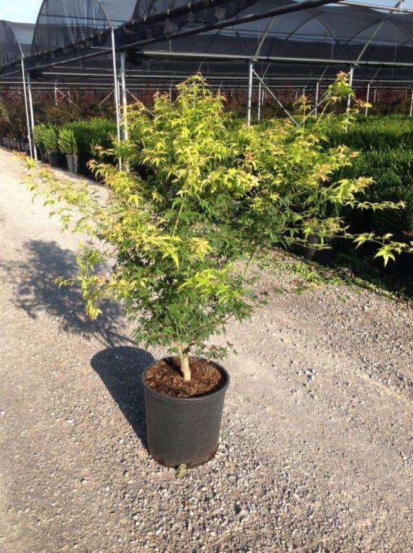 Artar japonez "Katsura" 1.20 - 1.40 m / Acer palmatum "Katsura" / gradina-noastra