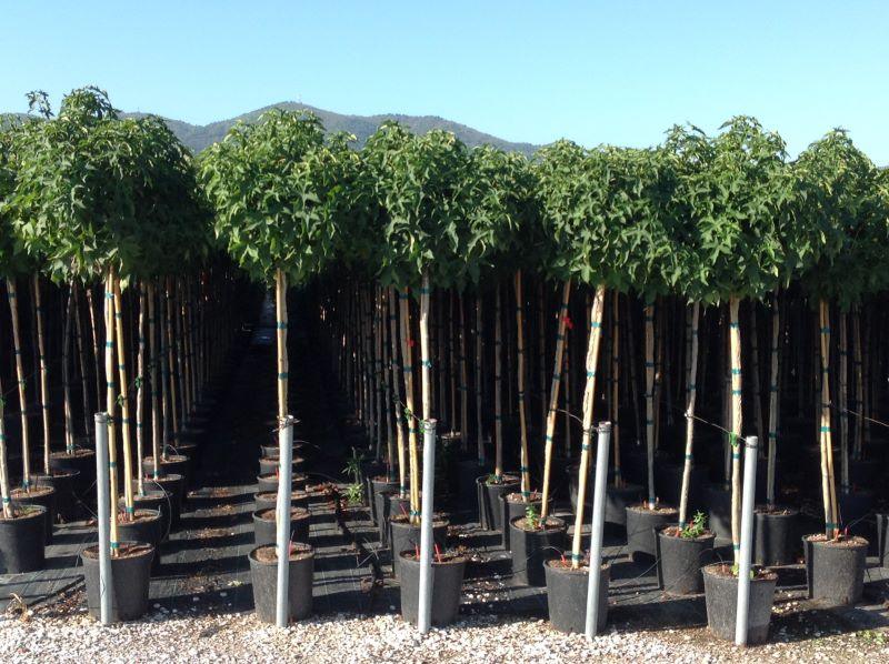Arborele de guma "Gum Ball" 2.00 - 2.50 m / Liquidambar styraciflua "Gum Ball"/ gradina-noastra