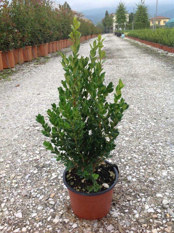 Buxus "Faulkner" 0.30- 0.50 m / Buxus microphylla"Faulkner"/ gradina-noastra