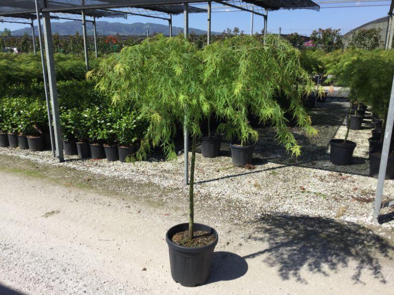 Artar japonez "Viridis" 1.50 - 1.70 m / Acer palmatum dissectum "Viridis" / gradina-noastra