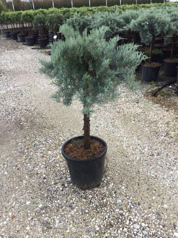 Ienupar de Virginia "Grey Owl" 1.20 - 1.40 m / Juniperus virginiana "Grey Owl"/ gradina-noastra