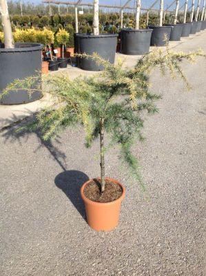 Cedru „Golden Horizon” 0.80 - 1.20 m / Cedrus deodara „Golden Horizon”/ gradina-noastra