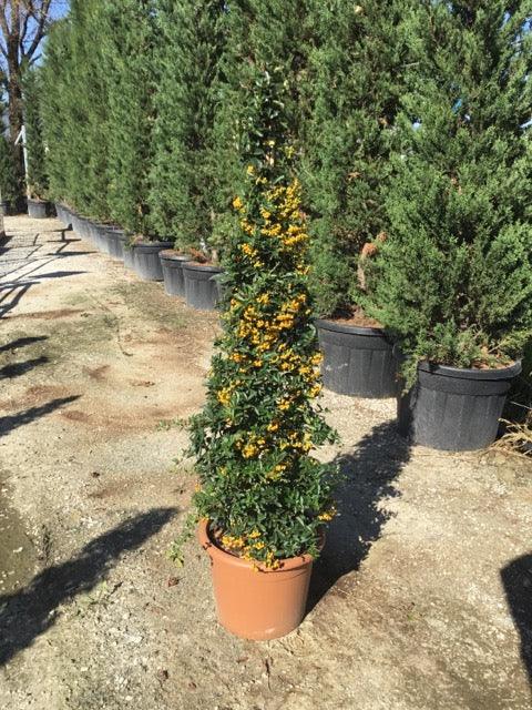 Catina ornamantala galbena 1.20 - 1.50 m / Pyracantha coccinea "Soleil D,or"/ gradina-noastra