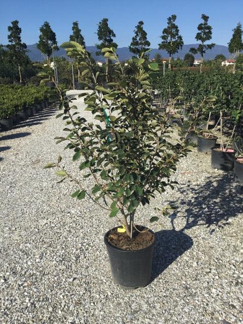 Nucul vrajitoarelor "Diane" 0.80 - 1.20 m / Hamamelis x intermedia"Diane"/ gradina-noastra