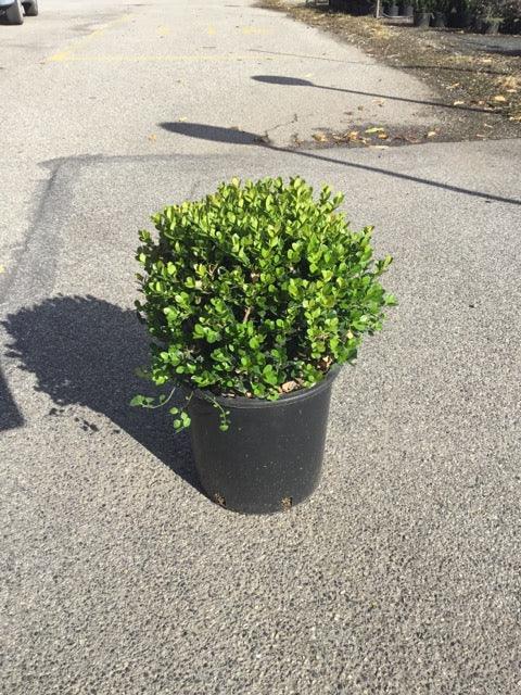 Buxus "Faulkner" minge 0.20- 0.30 m / Buxus microphylla"Faulkner"/ gradina-noastra