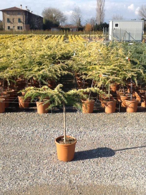 Cedru „Golden Horizon” 0.80 - 1.20 m / Cedrus deodara „Golden Horizon”/ gradina-noastra