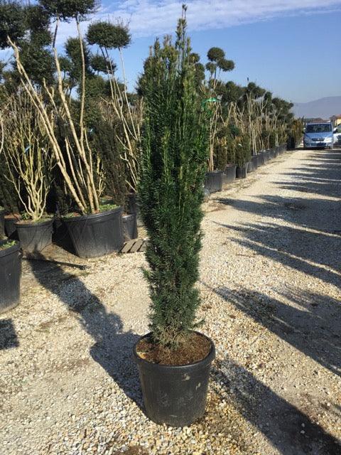 Tisa columnara 1.30 - 1.50 m / Taxus baccata "Fastigiata" / gradina-noastra