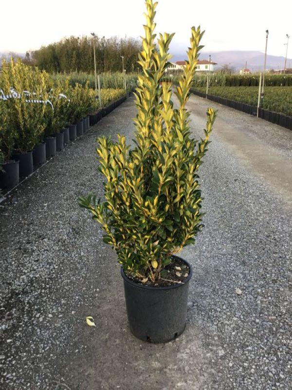 Euonymus "Aureopictus" 0.60 -0.80 m / Euonymus japonicus "Aureopictus"/ gradina-noastra