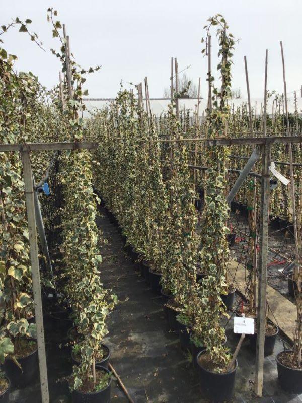 Iedera "Elegantissima" 1.20 -1.50 m / Hedera helix "Elegantissima"/ gradina-noastra