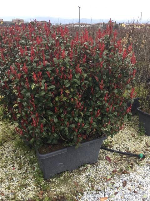 Photinia "Carre Rouge" gard viu / Photinia x fraseri "Carre Rouge" în ghiveci, compactă și cu frunze roșii vibrante.