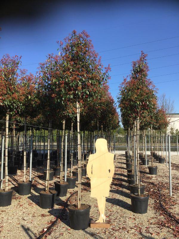Photinia "Red Robin" arbore 3.00 - 3.50 m / Photinia serulata "Red Robin"/ gradina-noastra
