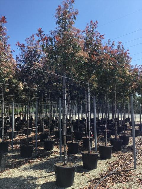 Photinia "Red Robin" arbore 3.00 - 3.50 m / Photinia serulata "Red Robin"/ gradina-noastra